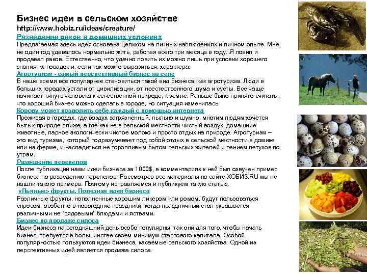 Бизнес идеи в сельском хозяйстве http: //www. hobiz. ru/ideas/creature/ Разведение раков в домашних условиях