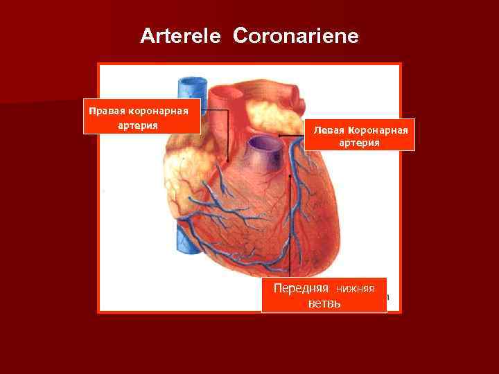 Arterele Coronariene Правая коронарная артерия Левая Коронарная артерия Передняя нижняя ветвь 