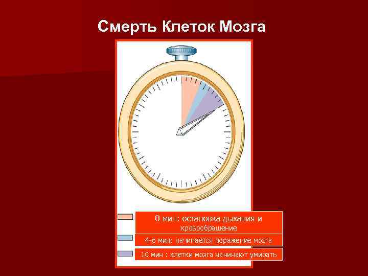 Смерть Клеток Мозга 0 мин: остановка дыхания и кровообращение 4 -6 мин: начинается поражение