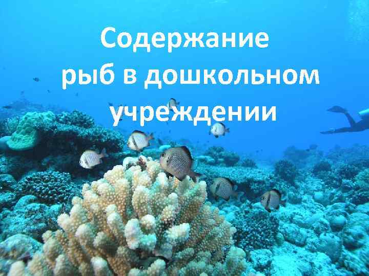 Содержание рыб в дошкольном учреждении 