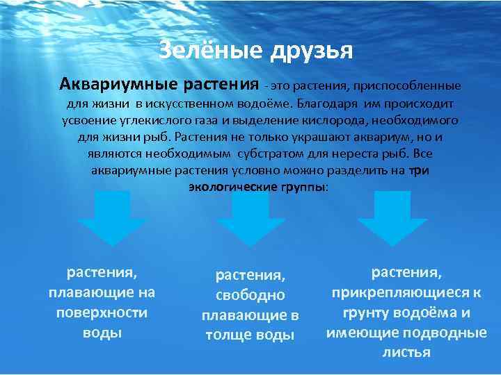  Зелёные друзья Аквариумные растения - это растения, приспособленные для жизни в искусственном водоёме.