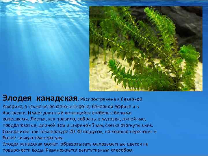 Элодея канадская. Распространена в Северной Америке, а также встречается в Европе, Северной Африке и