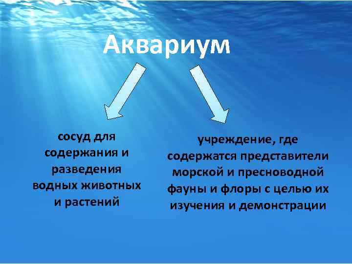  Аквариум сосуд для содержания и разведения водных животных и растений учреждение, где содержатся