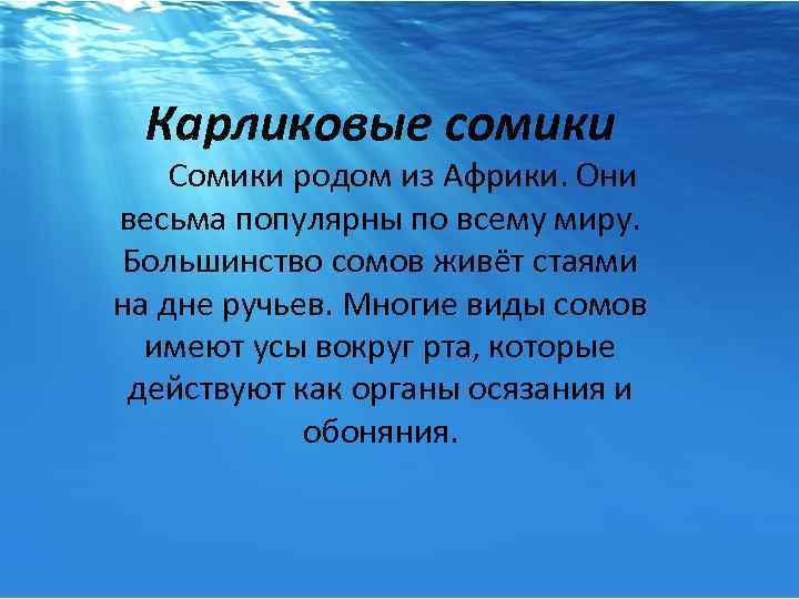 Карликовые сомики Сомики родом из Африки. Они весьма популярны по всему миру. Большинство сомов