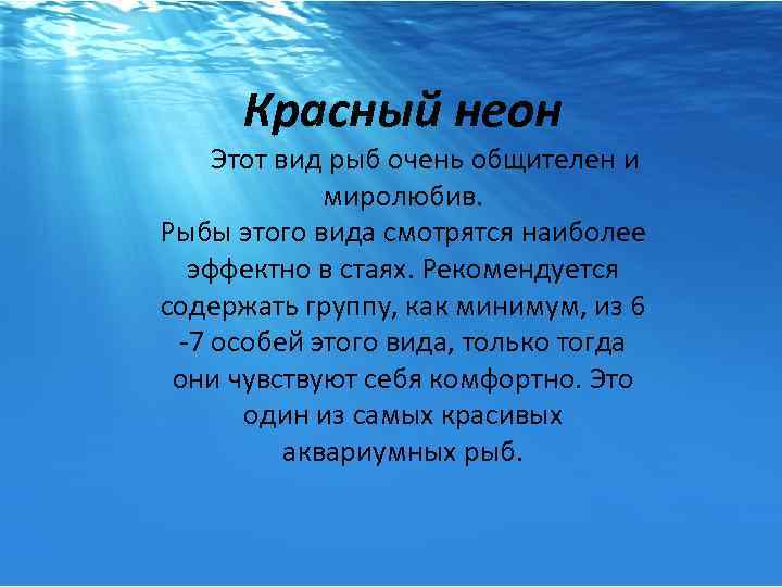 Красный неон Этот вид рыб очень общителен и миролюбив. Рыбы этого вида смотрятся наиболее