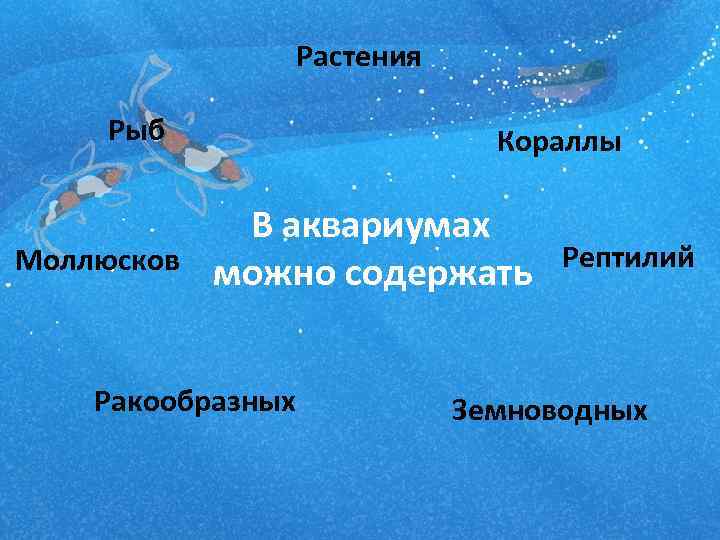  Растения Рыб Кораллы В аквариумах Моллюсков можно содержать Ракообразных Рептилий Земноводных 