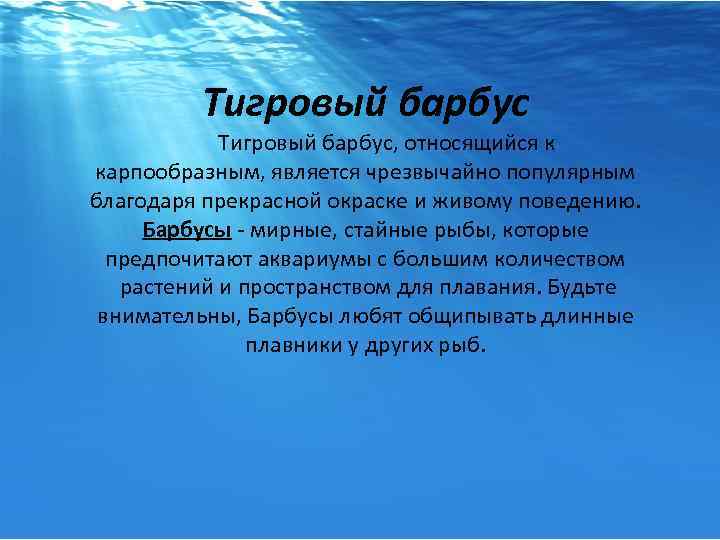 Тигровый барбус Тигровый барбус, относящийся к карпообразным, является чрезвычайно популярным благодаря прекрасной окраске и