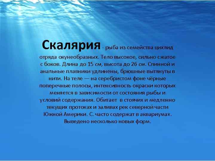 Скалярия - рыба из семейства цихлид отряда окунеобразных. Тело высокое, сильно сжатое с боков.