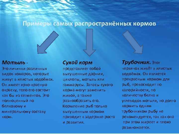  Примеры самых распространённых кормов Мотыль - Это личинки различных видов комаров, которые живут