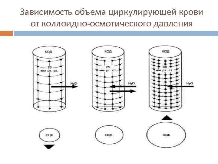 Зависимость объема циркулирующей крови от коллоидно-осмотического давления 