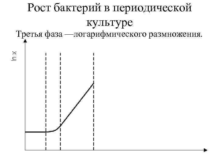 Рост бактерий в периодической культуре Третья фаза —логарифмического размножения. 