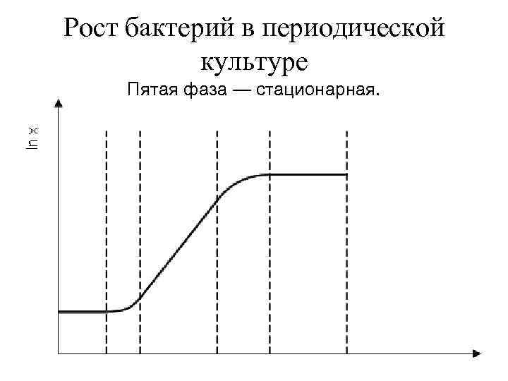 Рост бактерий в периодической культуре Пятая фаза — стационарная. 