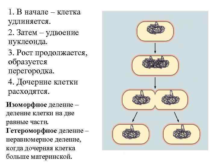 Размножение бактерий происходит по определенному плану