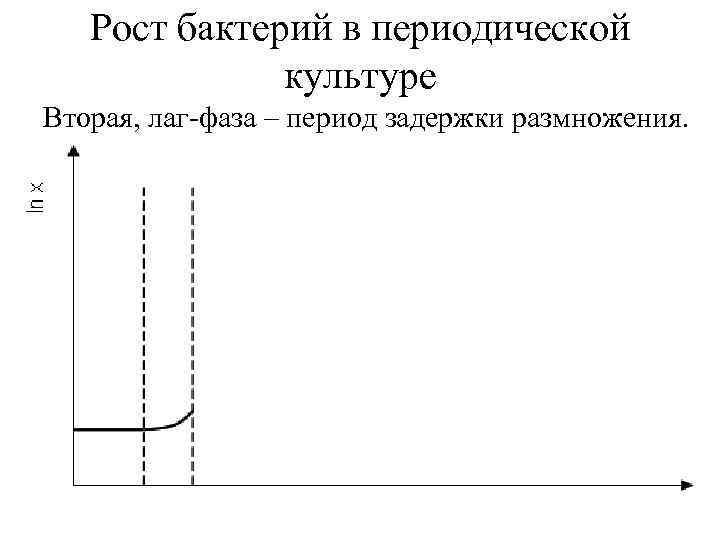 Рост бактерий в периодической культуре Вторая, лаг-фаза – период задержки размножения. 