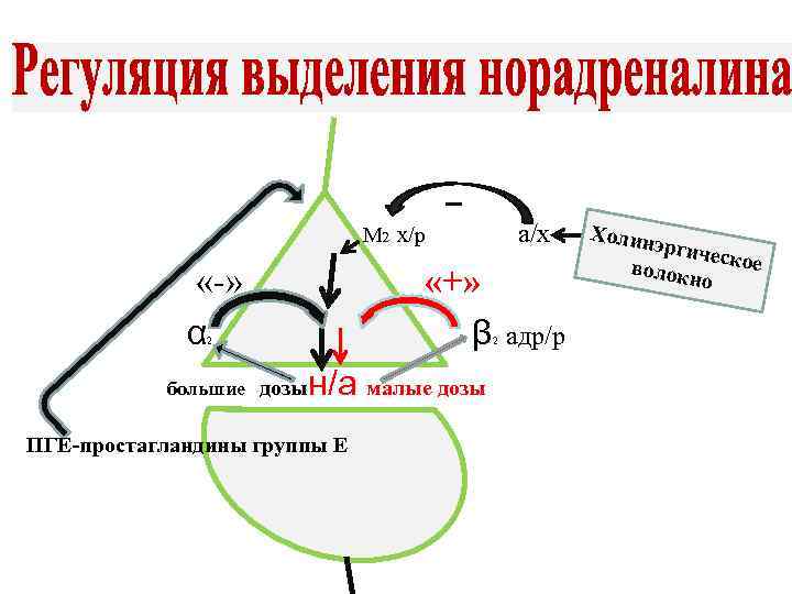 М 2 х/р а/х «-» - «+» α β большие дозын/а малые дозы 2