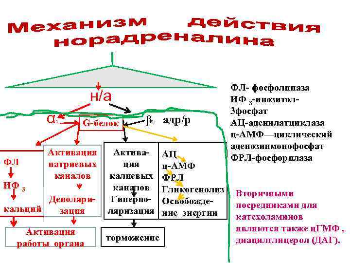 н/а α ФЛ ИФ 3 G-белок 1 Активация натриевых каналов Деполярикальций зация Активация работы