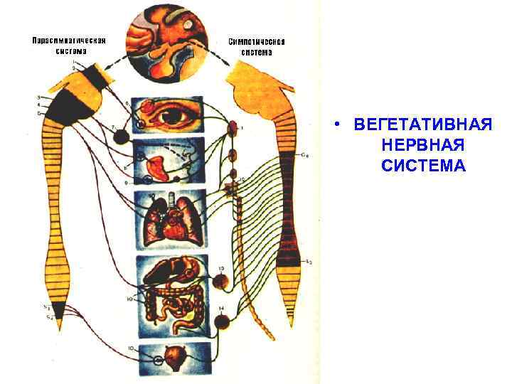  • ВЕГЕТАТИВНАЯ НЕРВНАЯ СИСТЕМА 