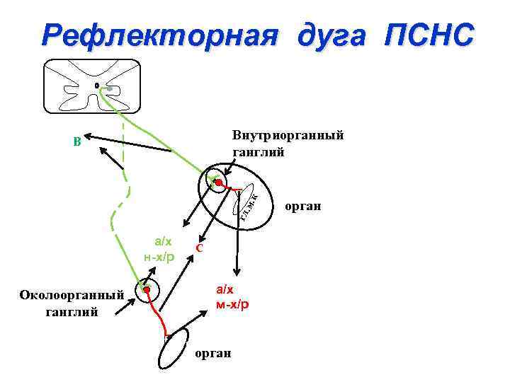 Рефлекторная дуга ПСНС Внутриорганный ганглий гл . м. кл . В Околоорганные ганглии а/х