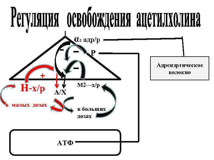 α 2 адр/р Р + Н-х/р Адренэргическое волокно М 2—х/р А/Х в малых дозах