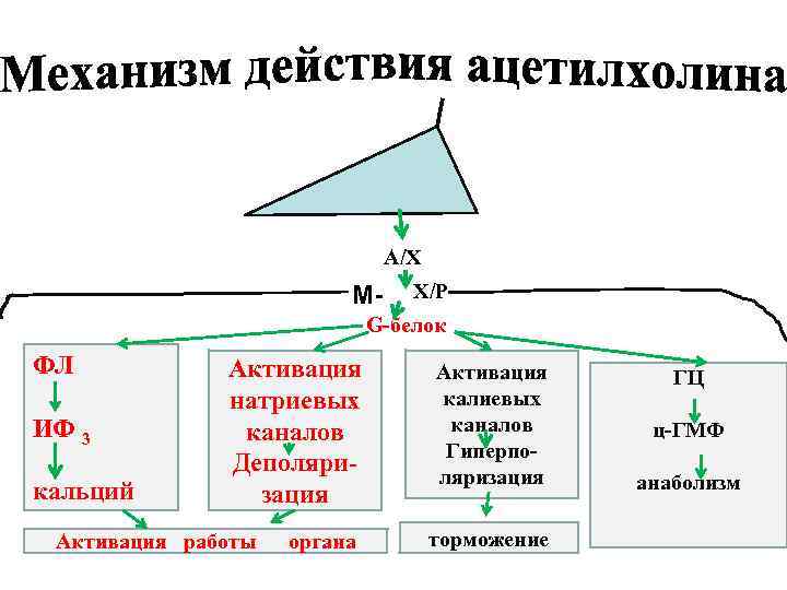 А/Х М- Х/Р G-белок ФЛ ИФ 3 кальций Активация натриевых каналов Деполяризация Активация работы