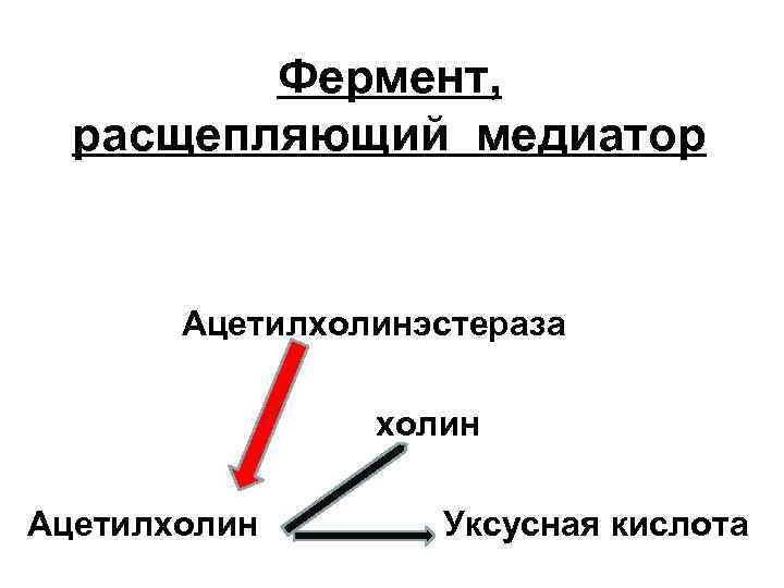 Фермент, расщепляющий медиатор Ацетилхолинэстераза холин Ацетилхолин Уксусная кислота 