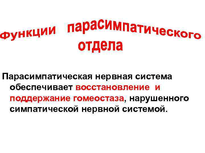 Парасимпатическая нервная система обеспечивает восстановление и поддержание гомеостаза, нарушенного симпатической нервной системой. 