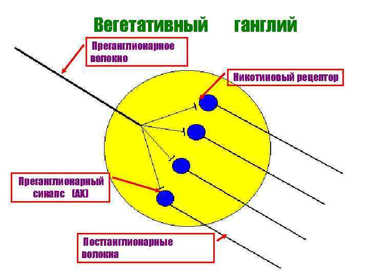 Вегетативный ганглий Преганглионарное волокно Никотиновый рецептор Преганглионарный синапс (АХ) Постганглионарные волокна 