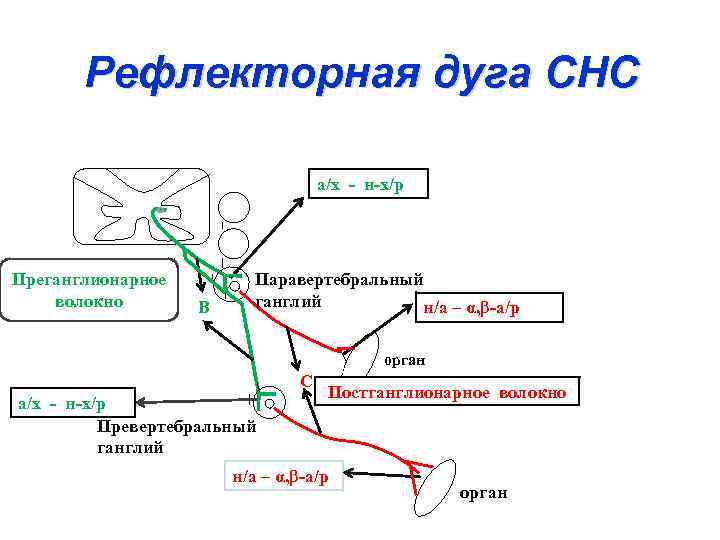 Рефлекторная дуга СНС а/х - н-х/р Преганглионарное волокно В Паравертебральный ганглии н/а – α,