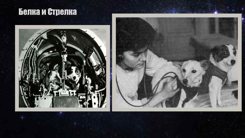 Белка и Стрелка 