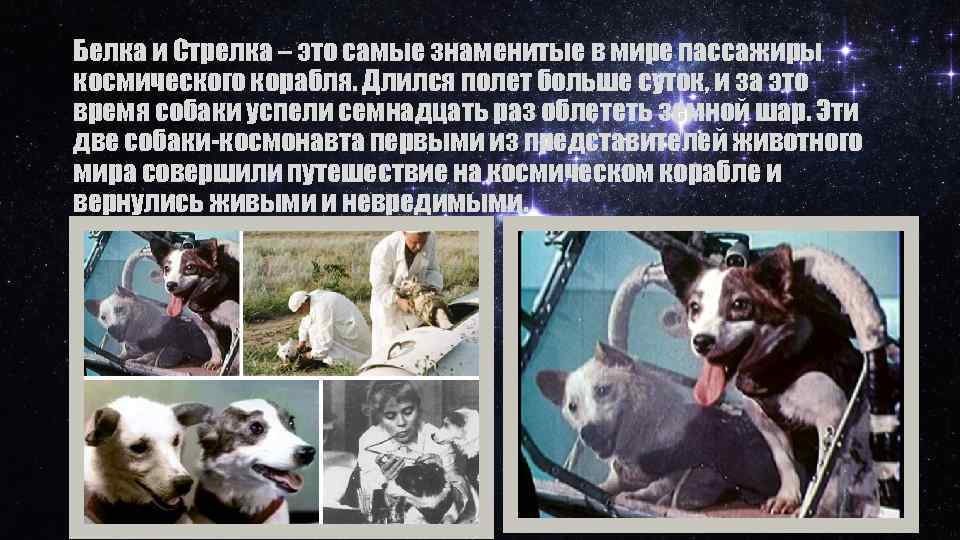 Белка и Стрелка – это самые знаменитые в мире пассажиры космического корабля. Длился полет