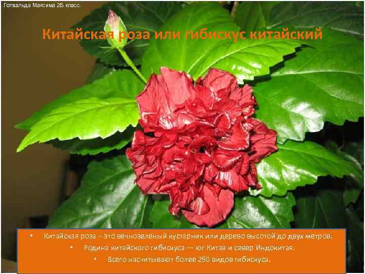 Готвальда Максима 2 Б класс. Китайская роза или гибискус китайский • Китайская роза –