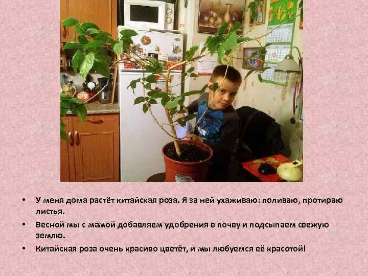  • • • У меня дома растёт китайская роза. Я за ней ухаживаю: