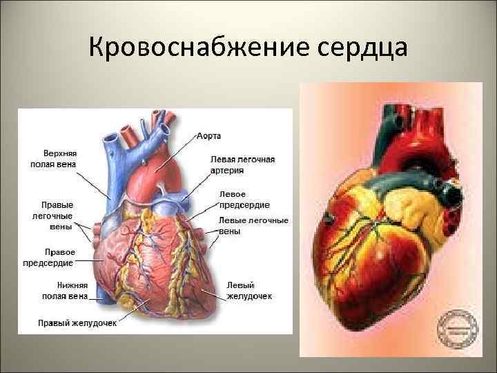 Кровоснабжение сердца 