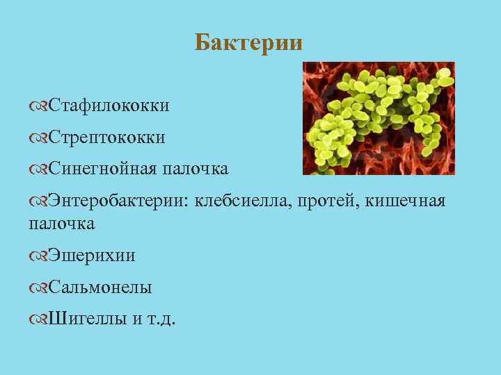 Бактерии Стафилококки Стрептококки Синегнойная палочка Энтеробактерии: клебсиелла, протей, кишечная палочка Эшерихии Сальмонелы Шигеллы и