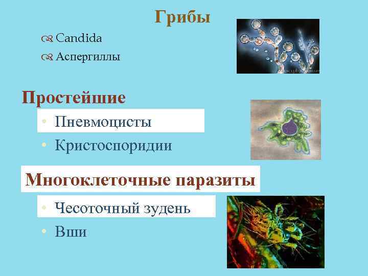 Грибы Candida Аспергиллы Простейшие • Пневмоцисты • Кристоспоридии Многоклеточные паразиты • Чесоточный зудень •