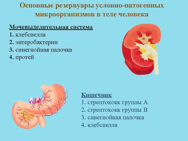 Микроорганизмы в активном иле при биологической очистке с фото