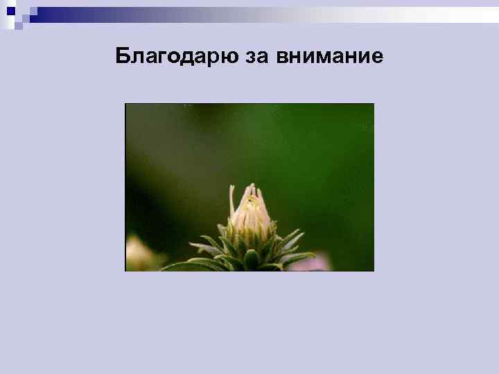 Благодарю за внимание 