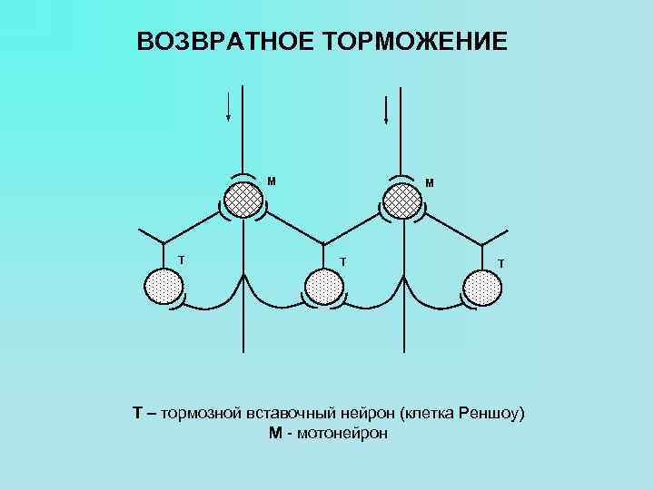 ВОЗВРАТНОЕ ТОРМОЖЕНИЕ M T T Т – тормозной вставочный нейрон (клетка Реншоу) М -