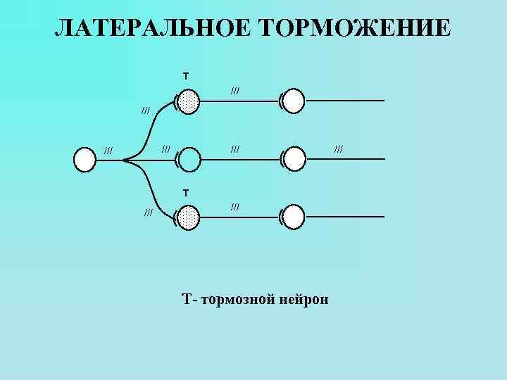 ЛАТЕРАЛЬНОЕ ТОРМОЖЕНИЕ T /// /// /// T /// Т- тормозной нейрон /// 