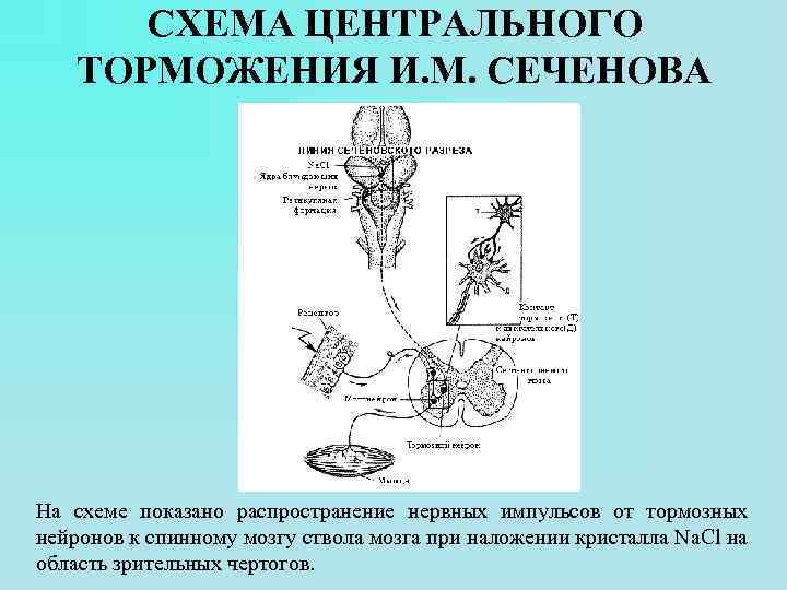 СХЕМА ЦЕНТРАЛЬНОГО ТОРМОЖЕНИЯ И. М. СЕЧЕНОВА На схеме показано распространение нервных импульсов от тормозных