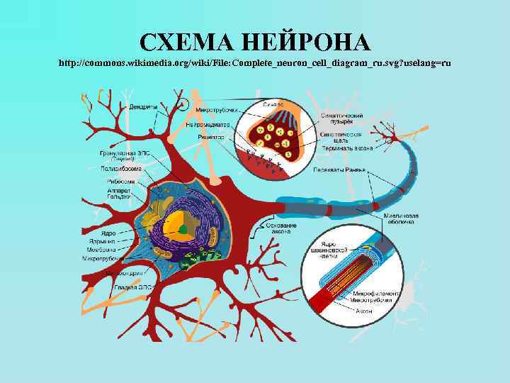 СХЕМА НЕЙРОНА http: //commons. wikimedia. org/wiki/File: Complete_neuron_cell_diagram_ru. svg? uselang=ru 