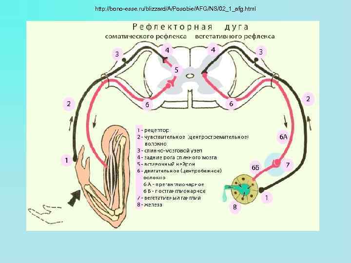 http: //bono-esse. ru/blizzard/A/Posobie/AFG/NS/02_1_afg. html 