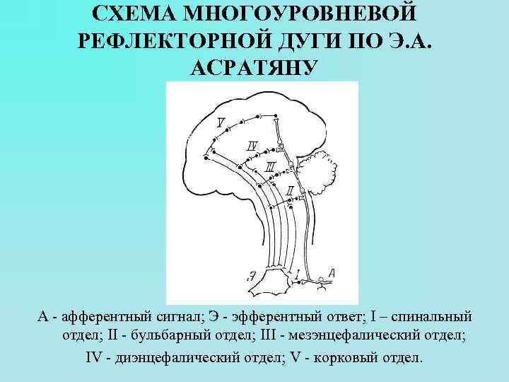 СХЕМА МНОГОУРОВНЕВОЙ РЕФЛЕКТОРНОЙ ДУГИ ПО Э. А. АСРАТЯНУ А - афферентный сигнал; Э -