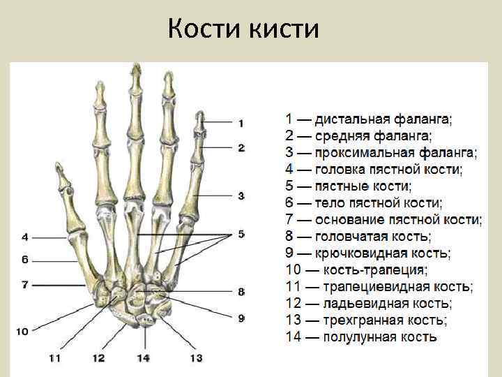 Кости кисти 