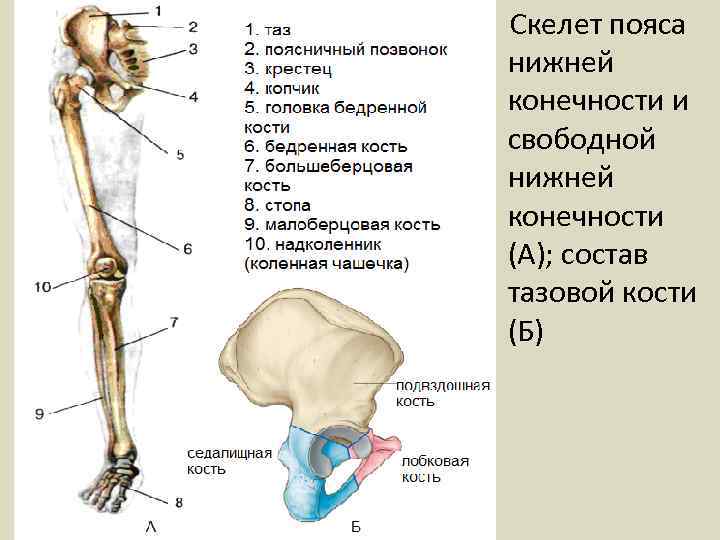 Скелет пояса нижней конечности и свободной нижней конечности (А); состав тазовой кости (Б) 