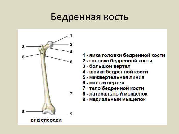 Бедренная кость 