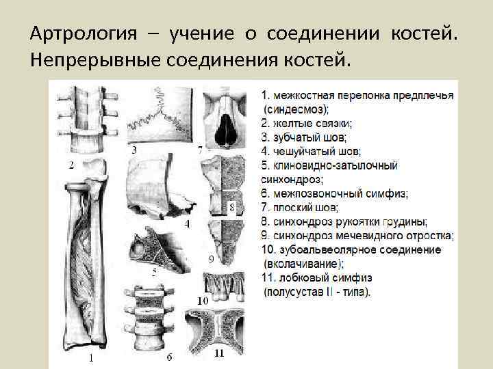 Артрология – учение о соединении костей. Непрерывные соединения костей. 
