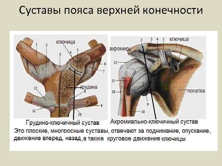 Суставы пояса верхней конечности 