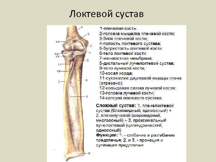 Локтевой сустав топографическая анатомия презентация