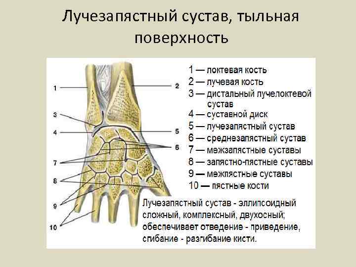 Лучезапястный сустав, тыльная поверхность 